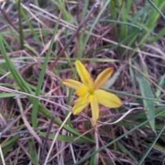 Tricoryne elatior (Yellow Rush Lily) at Little Taylor Grasslands - 18 Apr 2017 by RosemaryRoth