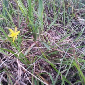 Tricoryne elatior at Kambah, ACT - 18 Apr 2017 04:48 PM