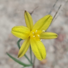 Tricoryne elatior (Yellow Rush Lily) at Isaacs Ridge Offset Area - 18 Apr 2017 by Mike