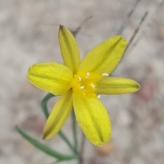 Tricoryne elatior (Yellow Rush Lily) at Jerrabomberra, ACT - 18 Apr 2017 by Mike