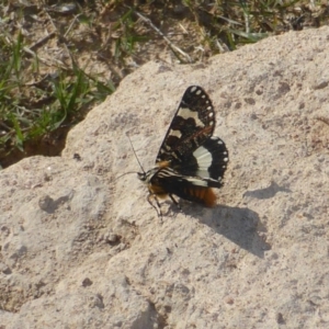 Apina callisto at Isaacs Ridge - 18 Apr 2017 03:23 PM