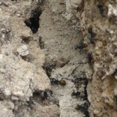 Camponotus suffusus (Golden-tailed sugar ant) at Jerrabomberra, ACT - 18 Apr 2017 by Mike