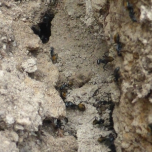 Camponotus suffusus at Isaacs Ridge - 18 Apr 2017