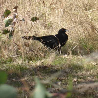 Corcorax melanorhamphos (White-winged Chough) at Isaacs Ridge and Nearby - 18 Apr 2017 by Mike