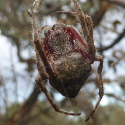 Hortophora sp. (genus) (Garden orb weaver) at Jerrabomberra, ACT - 18 Apr 2017 by Mike