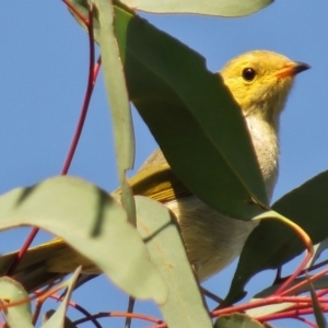 Ptilotula penicillata at Amaroo, ACT - 18 Apr 2017 09:57 AM