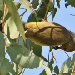 Ptilotula penicillata at Amaroo, ACT - 18 Apr 2017 09:57 AM