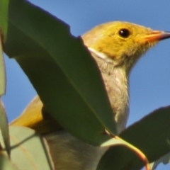 Ptilotula penicillata at Amaroo, ACT - 18 Apr 2017 09:57 AM