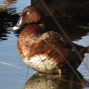 Aythya australis at Amaroo, ACT - 18 Apr 2017 09:39 AM