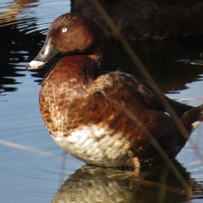 Aythya australis (Hardhead) at Amaroo, ACT - 18 Apr 2017 by JohnBundock