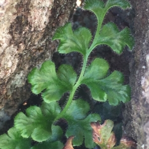 Asplenium subglandulosum at Tennent, ACT - 19 Apr 2017 11:35 AM