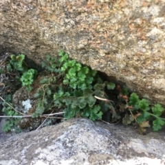 Pleurosorus rutifolius at Tennent, ACT - 19 Apr 2017