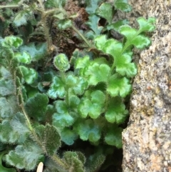 Asplenium subglandulosum at Tennent, ACT - 19 Apr 2017