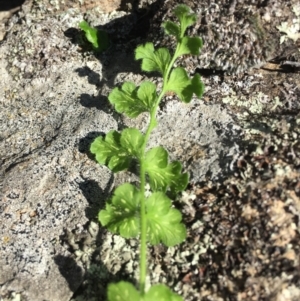 Asplenium subglandulosum at Tennent, ACT - 19 Apr 2017