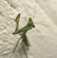 Mantodea (order) at Watson, ACT - 19 Apr 2017 11:38 AM