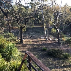 Vulpes vulpes at Wamboin, NSW - 26 Mar 2017