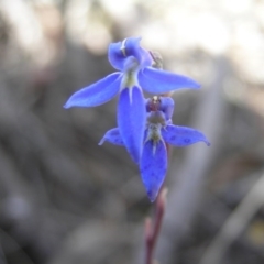 Lobelia dentata/gibbosa (Lobelia dentata or gibbosa) at Yass River, NSW - 21 Jan 2015 by SueMcIntyre