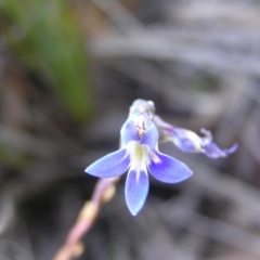 Lobelia dentata/gibbosa at Yass River, NSW - 22 Jan 2015 10:16 AM