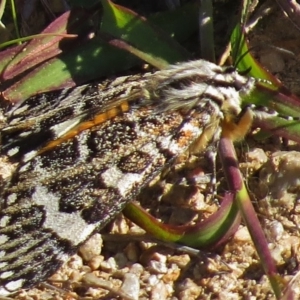 Apina callisto at Gigerline Nature Reserve - 19 Apr 2017 10:26 AM