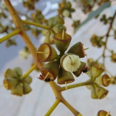 Exoneura sp. (genus) at Acton, ACT - 18 Apr 2017 03:43 PM