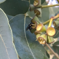 Leioproctus (Leioproctus) irroratus (Yellow-shouldered Bee) at ANBG - 18 Apr 2017 by PeterA