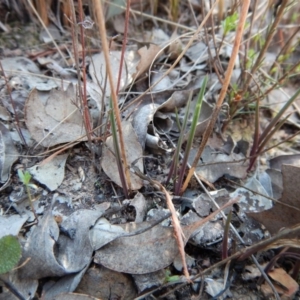 Thelymitra pauciflora at Cook, ACT - suppressed