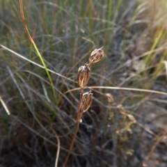 Thelymitra pauciflora at Cook, ACT - suppressed