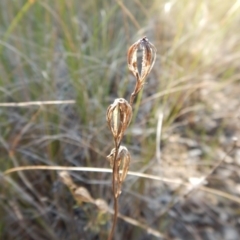 Thelymitra pauciflora at Cook, ACT - suppressed