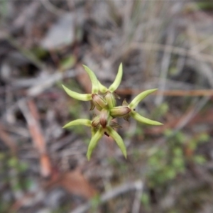 Corunastylis cornuta at Aranda, ACT - 18 Apr 2017