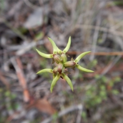 Corunastylis cornuta (Horned Midge Orchid) at Aranda, ACT - 18 Apr 2017 by CathB