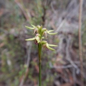 Corunastylis cornuta at Aranda, ACT - 18 Apr 2017