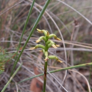 Corunastylis cornuta at Aranda, ACT - 18 Apr 2017