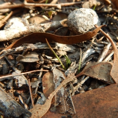 Caleana minor (Small Duck Orchid) at Belconnen, ACT - 19 Apr 2017 by CathB