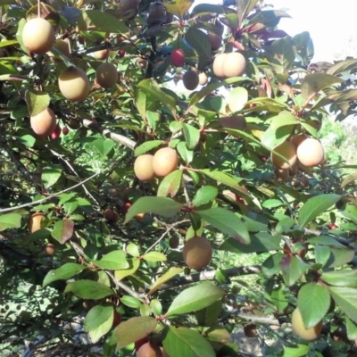 Prunus sp. (A Plum) at Jerrabomberra, ACT - 27 Oct 2015 by Mike