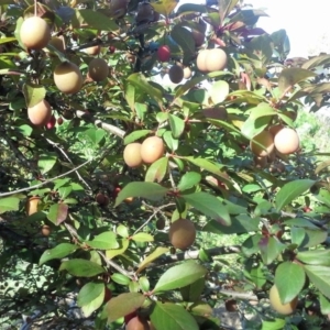 Prunus sp. at Jerrabomberra, ACT - 27 Oct 2015