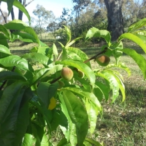 Prunus persica at Jerrabomberra, ACT - 27 Oct 2015