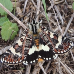 Apina callisto (Pasture Day Moth) at Urambi Hills - 14 Apr 2017 by MichaelBedingfield