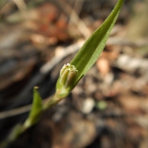 Diplodium ampliatum at Belconnen, ACT - suppressed