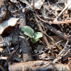 Diplodium ampliatum at Belconnen, ACT - suppressed