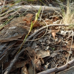 Diplodium ampliatum at Belconnen, ACT - suppressed