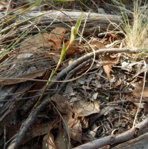 Diplodium ampliatum at Belconnen, ACT - suppressed