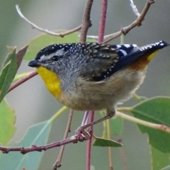 Pardalotus punctatus (Spotted Pardalote) at Red Hill, ACT - 18 Apr 2017 by roymcd