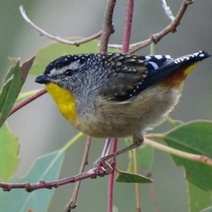 Pardalotus punctatus at Red Hill, ACT - 18 Apr 2017 04:27 PM