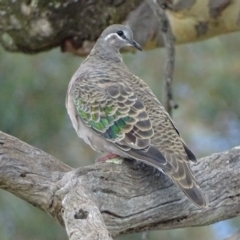 Phaps chalcoptera (Common Bronzewing) at Red Hill Nature Reserve - 18 Apr 2017 by roymcd