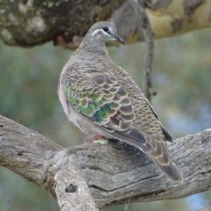 Phaps chalcoptera at Garran, ACT - 18 Apr 2017