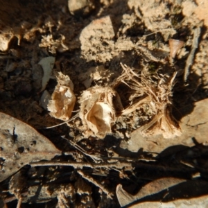 Corunastylis clivicola at Aranda, ACT - 19 Apr 2017