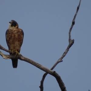 Falco longipennis at Garran, ACT - 18 Apr 2017 05:04 PM