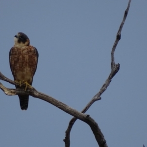 Falco longipennis at Garran, ACT - 18 Apr 2017