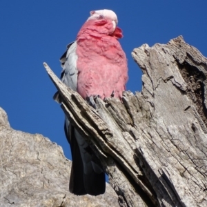 Eolophus roseicapilla at Garran, ACT - 17 Apr 2017