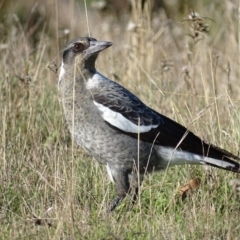 Gymnorhina tibicen (Australian Magpie) at Red Hill, ACT - 14 Apr 2017 by roymcd